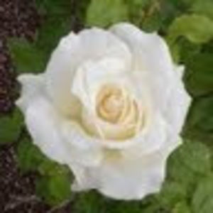 Meet your Posher, Lacey